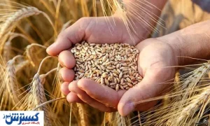 نقش روسیه در افزایش قیمت گندم  / عرضه به مشکل می خورد؟