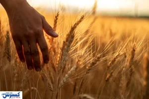 آخرین جزئیات درباره قیمت گندم در کشور / نیازی به واردات نیست