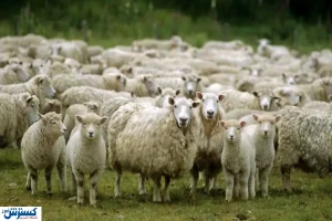 قیمت جدید دام زنده | گوسفند در کدام استان ارزان تر است؟
