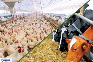 وضعیت خوراک دام بحرانی است! | چرا مرغدار خوراک آماده نمی خرد؟