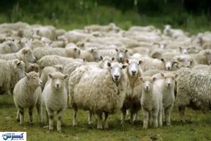 افزایش قیمت دام زنده امروز ۱۱ مردادماه + جدول