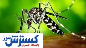 هشدار سازمان مدیریت بحران را جدی بگیرید | خطر بیماری تب دنگی شدت گرفت