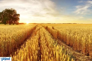 دولت از خرید تضمینی بیش از ۱۱ میلیون تن گندم خبر داد