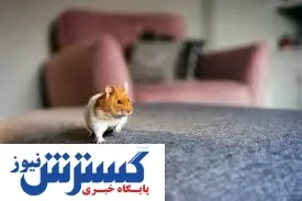 تیر خلاص همستر کامبت به ۲۰۰ میلیون کاربر | کلاهبرداری این ایردراپ تایید شد