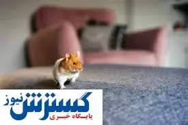 ایردراپ معروف تلگرامی از چشم کاربران افتاد | همستر کامبت به بن بست رسید یا توکن سوزی کرد ؟
