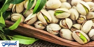 قیمت پسته نجومی می شود | ضربه سنگین قطعی برق به تولید کنندگان!