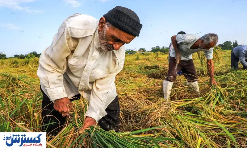 کشاورزان همچنان چشم انتظار قیمت‌گذاری محصولات !