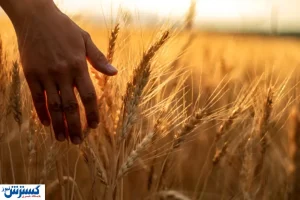 مجلس به داد گندم کاران رسید | مطالبات این قشر پرداخت می شود؟