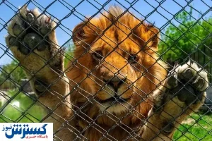 انقلاب در صنعت گردشگری ایران | جایی که انسان‌ ها در قفس هستند!