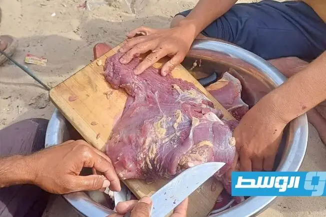 غزه_لاکپشت