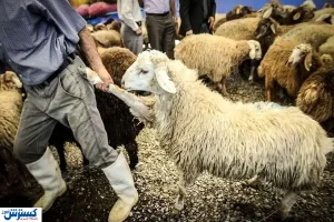 قیمت گوسفند ۴۰ کیلویی سر به فلک کشید + عکس