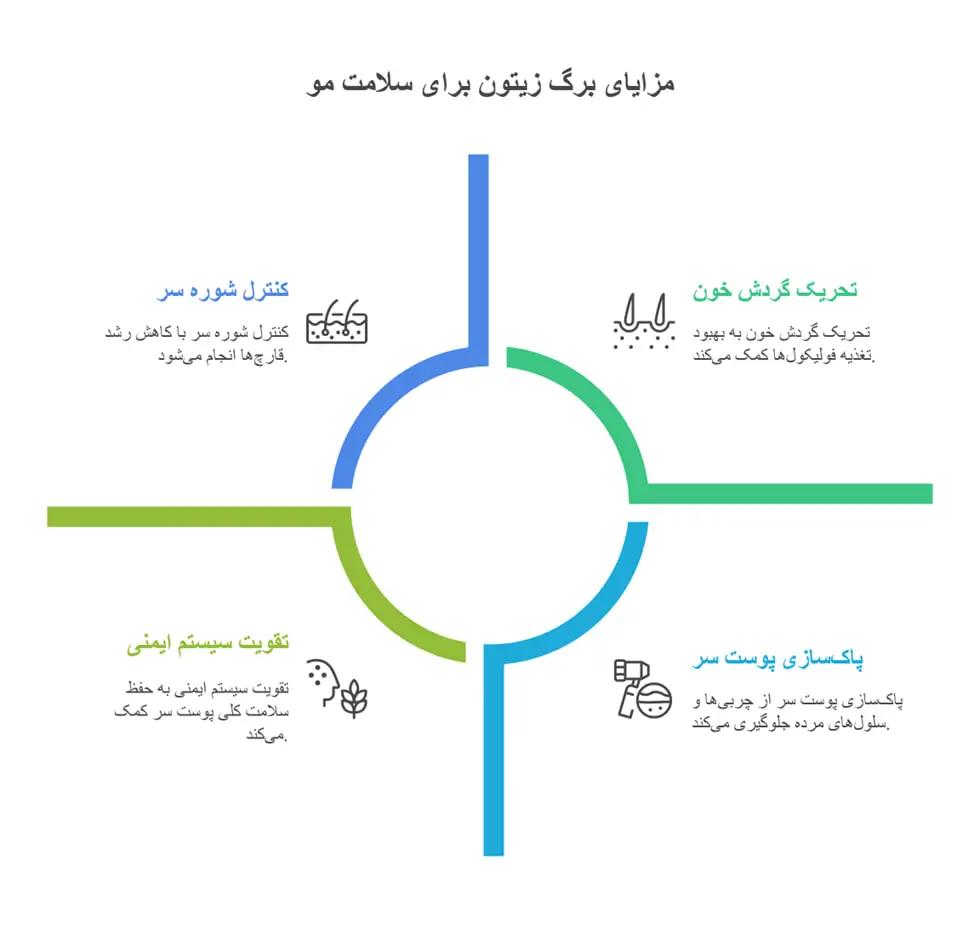 زیتون1