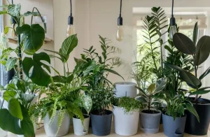 بهترین گیاهان آپارتمانی مقاوم برای خانه و محل کار