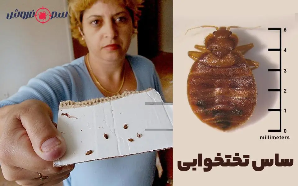 مشاهده ساس زنده از علائم ساس در منزل