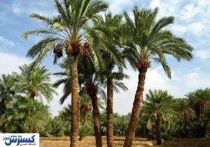 کشف جاذبه‌ مخفی گردشگری در غرب ایران | زائران اربعین تعیین کننده شدند