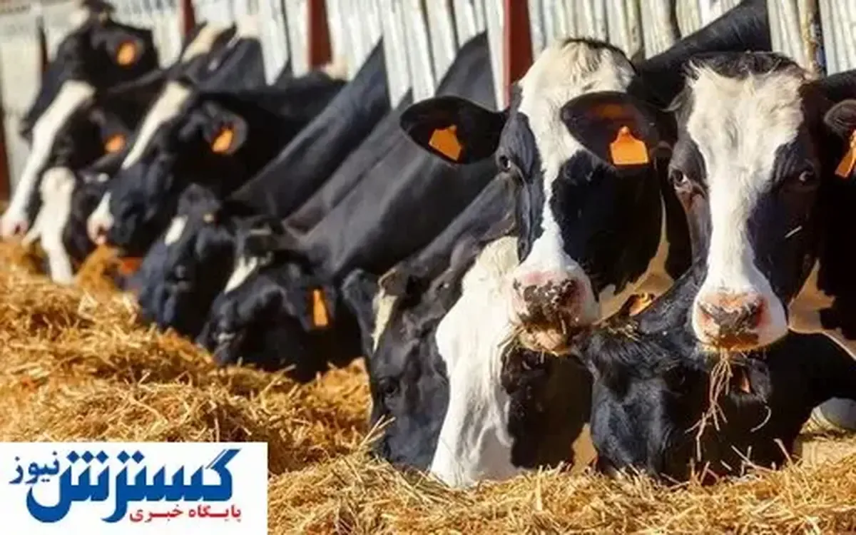 قیمت دام زنده اعلام شد (۵ بهمن ۱۴۰۴)