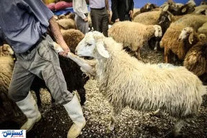 قیمت دام زنده گوسفند امروز ۲۸ بهمن اعلام شد