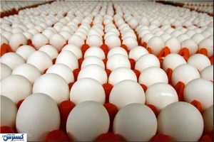 عرضه تخم مرغ ارزان‌تر از قیمت تولید / هر کیلو چند ؟