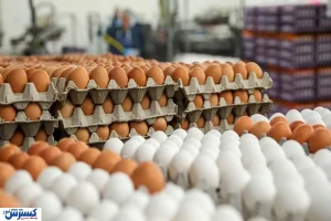 اصلاح دستورالعمل خرید تضمینی تخم‌مرغ ابلاغ شد