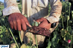 زنگ خطر در کشور به صدا درآمد / کشت خشخاش در ایران ۳ برابر شد!