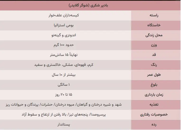 شوگر-گلایدر۲