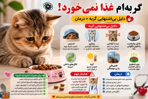 گربه‌ام غذا نمی‌خورد؛ 5 دلیل بی‌اشتهایی گربه + روش درمان
