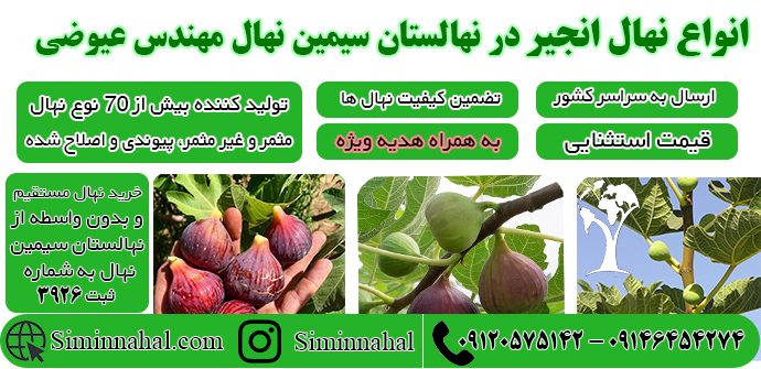 خرید نهال انجیر