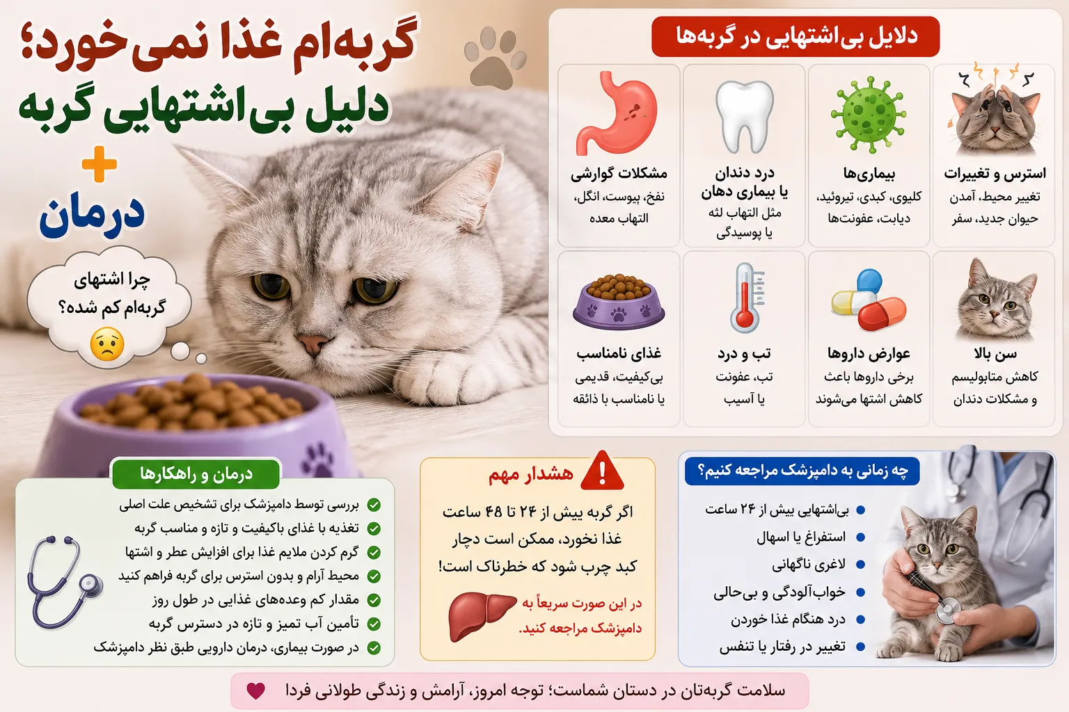 بی اشتهایی گربه