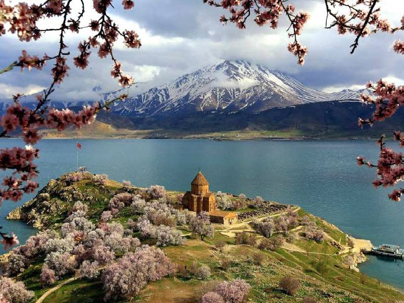 گربههای وان شهرت جهانی دارند و خیلی زیبا هستند