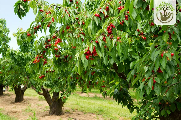 بهترین خاک برای کاشت نهال گیلاس