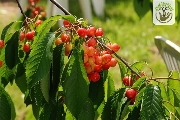کاشت نهال گیلاس