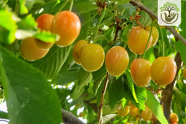 بهترین خاک برای نهال گیلاس